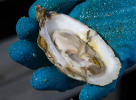 Photograph of a gloved hand holding a shucked oyster on the half shell.