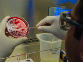 Photograph of a lab tech applying a swab to a petri dish.